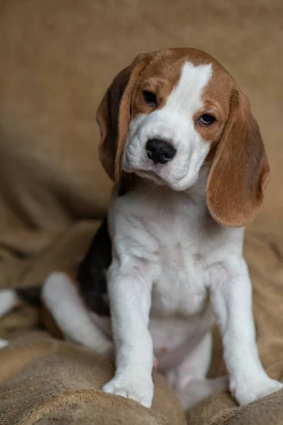 Ute Beagle Puppy Thuis — Stockfoto