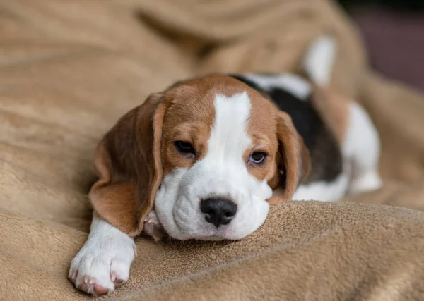 ute beagle puppy at home