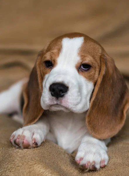 Carino Beagle Cucciolo Casa — Foto Stock