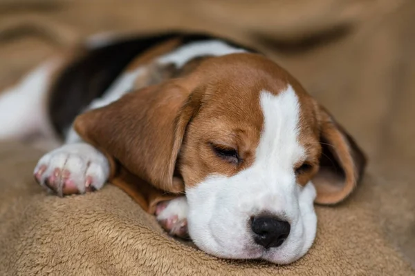 Ute Beagle Puppy Thuis — Stockfoto