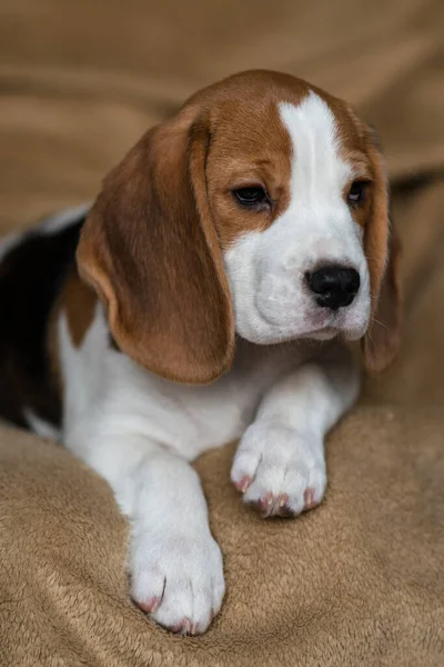 Ute Beagle Puppy Thuis — Stockfoto