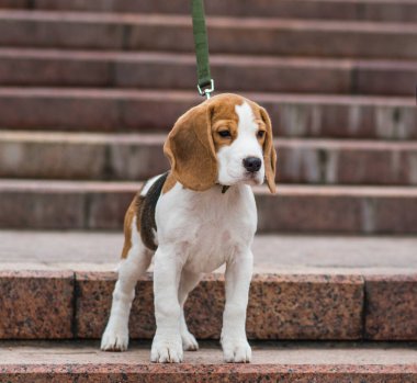 Kış yürüyüşünde köpek yavrusu (3,5 ay)