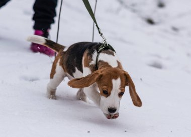 Kış yürüyüşünde köpek yavrusu (3,5 ay)