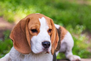 Meadow 'da sevimli bir Beagle köpeği portresi. Yakın plan Beagle.