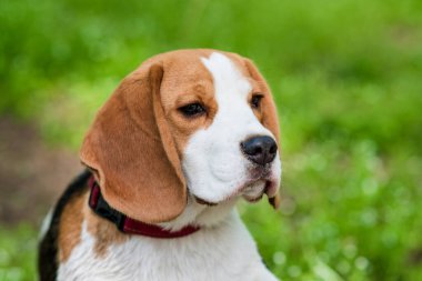 Meadow 'da sevimli bir Beagle köpeği portresi. Yakın plan Beagle.