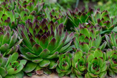 Sulu Sempervivum sektörünün kapanışı. yeşil arkaplan.