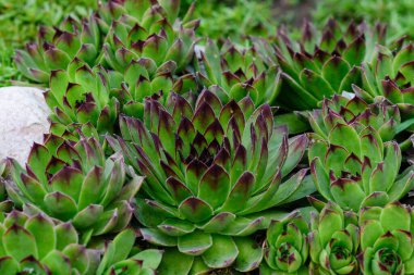 Sulu Sempervivum sektörünün kapanışı. yeşil arkaplan.