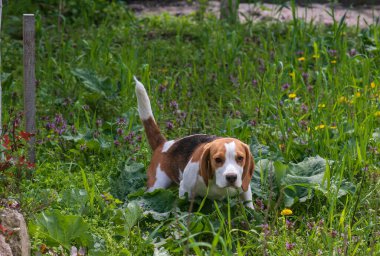 Yeşil çayırdaki şirin av köpeğinin portresi.