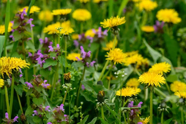 Eine Frühlingswiese Mit Vielen Gelben Löwenzahn Frühjahrskonzept — Stockfoto