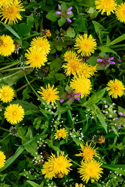 春天的草地上有许多黄色的蒲公英 春天的概念 — 图库照片