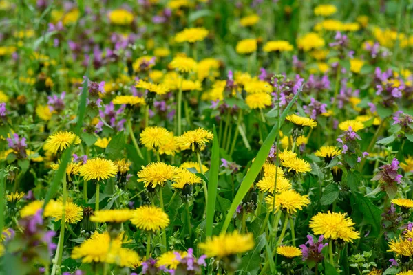 Весняний Луг Великою Кількістю Жовтих Кульбаб Весняна Концепція — стокове фото