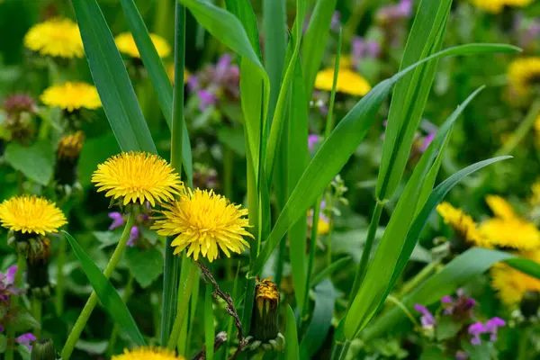 Eine Frühlingswiese Mit Vielen Gelben Löwenzahn Frühjahrskonzept — Stockfoto