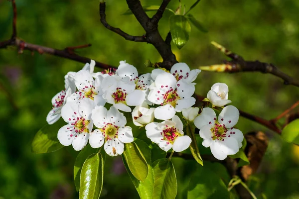 Kwiaty Gruszki Zbliżenie Świeże Przetargu Białe Kwiaty Wiosna — Zdjęcie stockowe