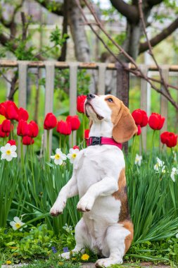 Bahar çiçeklerinin arka planında iki ayaklı (tavşan gibi) duran av köpeği portresi.