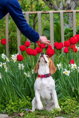 Bahar çiçeklerindeki muhteşem tazı portresi