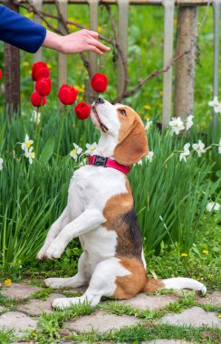 Bahar çiçeklerinin arka planında iki ayaklı (tavşan gibi) duran av köpeği portresi.