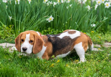 Bahar çiçeklerindeki muhteşem tazı portresi
