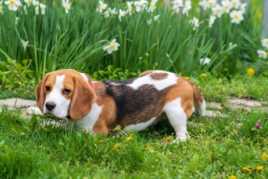 Bahar çiçeklerindeki muhteşem tazı portresi