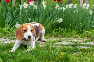 Bahar çiçeklerindeki muhteşem tazı portresi