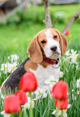 Bahar çiçeklerindeki muhteşem tazı portresi