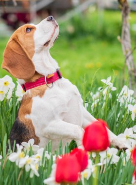 Bahar çiçeklerindeki muhteşem tazı portresi