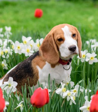 Bahar çiçeklerindeki muhteşem tazı portresi