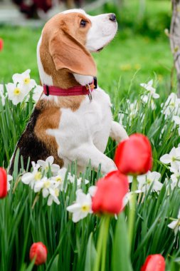 Bahar çiçeklerindeki muhteşem tazı portresi
