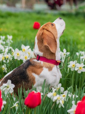 Bahar çiçeklerindeki muhteşem tazı portresi
