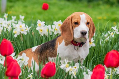 Bahar çiçeklerindeki muhteşem tazı portresi