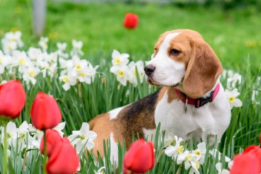 Bahar çiçeklerindeki muhteşem tazı portresi