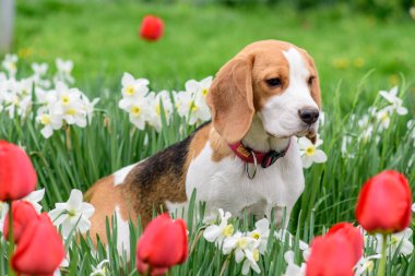 Bahar çiçeklerindeki muhteşem tazı portresi