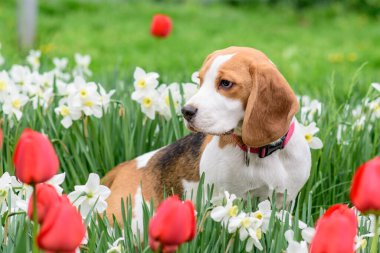Bahar çiçeklerindeki muhteşem tazı portresi