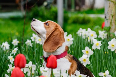Bahar çiçeklerindeki muhteşem tazı portresi