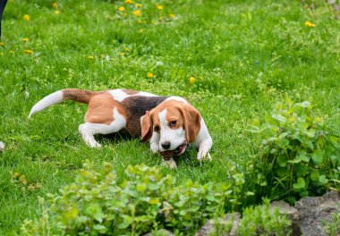 Yeşil çimlerin üzerinde sevimli av köpeği portresi (6 ay)