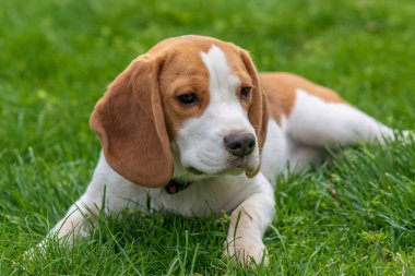 Yeşil çimlerin üzerinde sevimli av köpeği portresi (6 ay)