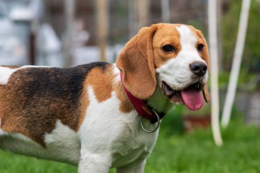 Yeşil çimlerin üzerinde sevimli av köpeği portresi (6 ay)