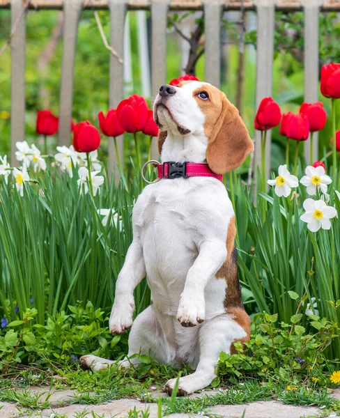 Bahar çiçeklerinin arka planında iki ayaklı (tavşan gibi) duran av köpeği portresi.