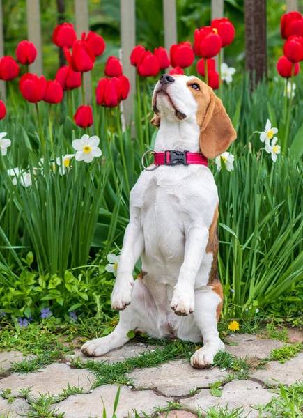 春の花を背景に2本足 ウサギのような で立つビーグルのクローズアップ肖像画 — ストック写真