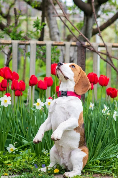 Bahar çiçeklerinin arka planında iki ayaklı (tavşan gibi) duran av köpeği portresi.