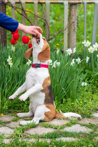 Bahar çiçeklerinin arka planında iki ayaklı (tavşan gibi) duran av köpeği portresi.