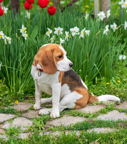Bahar çiçeklerindeki muhteşem tazı portresi