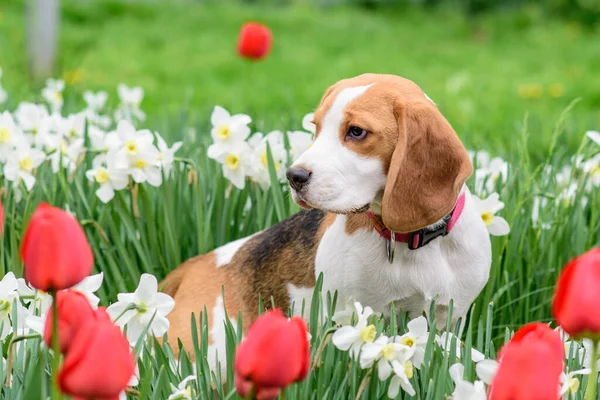 Bahar çiçeklerindeki muhteşem tazı portresi