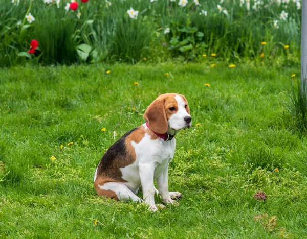 Ritratto Simpatico Cucciolo Beagle Mesi Erba Verde — Foto Stock
