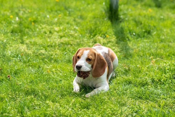 Portret Van Een Schattige Beagle Puppy Maanden Groen Gras — Stockfoto