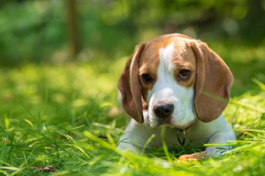 Yeşil çayırdaki şirin av köpeğinin portresi.