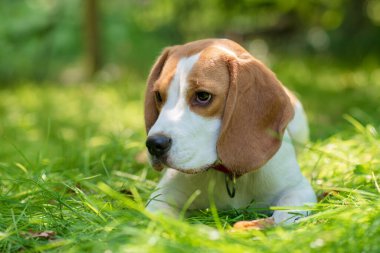Yeşil çayırdaki şirin av köpeğinin portresi.