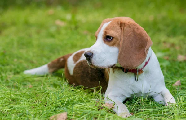 Porträtt Söt Beagle Hund Grön Äng — Stockfoto