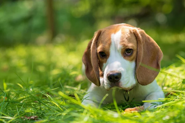 Yeşil çayırdaki şirin av köpeğinin portresi.