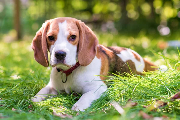 Ritratto Simpatico Cane Beagle Prato Verde — Foto Stock