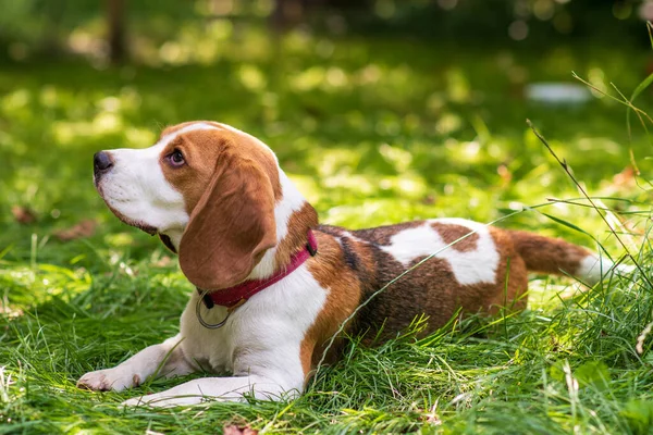 緑の草原にかわいいビーグル犬の肖像画 — ストック写真